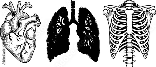 Anatomical heart, lungs, and rib cage white background, anatomy