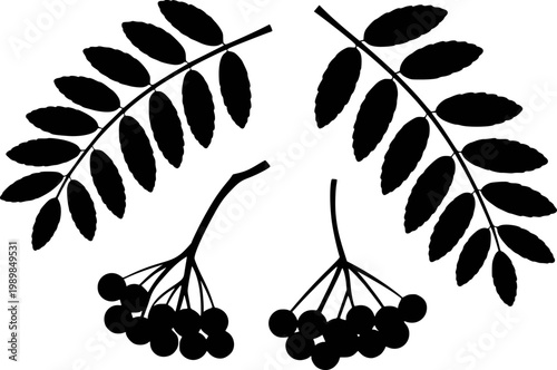 Black silhouette of rowan branches with leaves and berries white background berry