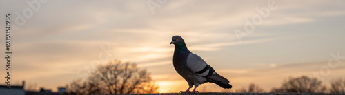 pigeon stands alone warm winter sunset sky wispy clouds bare trees foreground bathed soft golden