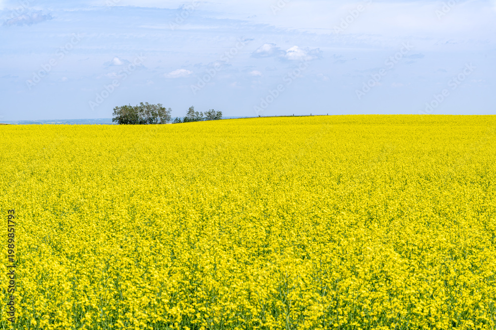 Fototapeta premium Canola field on a sunny summer day