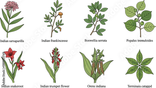 Collection of Indian medicinal plants and herbs including sarsaparilla, Boswellia and trumpet flower illustrated in detailed botanical style for herbal design