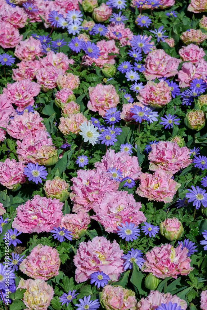 Obraz premium anemones and tulips mixed flower bed in the sun
