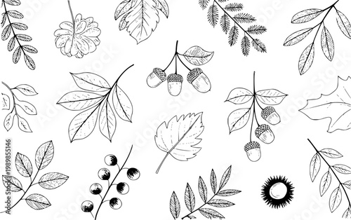 Hand-drawn black and white autumn leaves and acorns pattern white nature