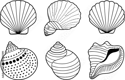 Collection of hand-drawn black and white seashell white background, outline