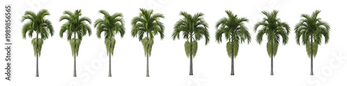 Palm Trees Row Isolated Transparent Background Tropical Nature Landscape