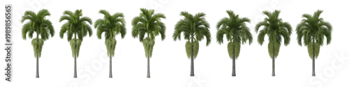 Panel kuchenny z motywem Palm Trees Row Isolated Transparent Background Tropical Nature Landscape
