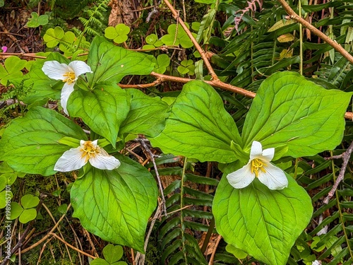 Wallpaper Mural A great white Trilliam flower, found growing along the Big Sitka Spruce trail in the Cape Perpetua scening area near Yachats Oregon coast Torontodigital.ca