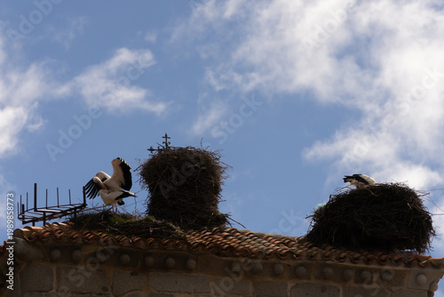 A common stork, known as Himantopus himantopus, nests in pine trees in the city during the spring