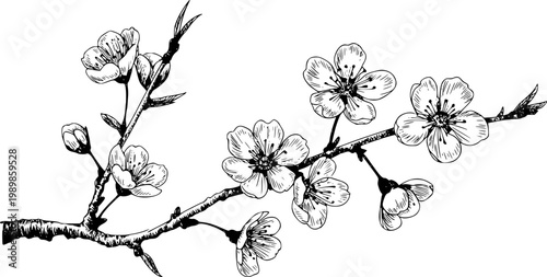 Hand-drawn black and white cherry blossom branch with delicate flowers and buds