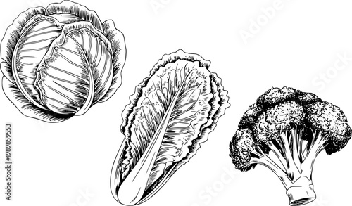 Hand-drawn line of cabbage, lettuce, and broccoli a white background, vegetable food