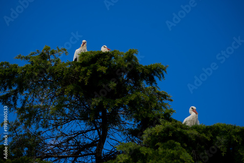 A common stork, known as Himantopus himantopus, nests in pine trees in the city during the spring