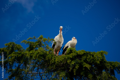 A common stork, known as Himantopus himantopus, nests in pine trees in the city during the spring