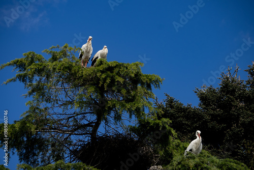 A common stork, known as Himantopus himantopus, nests in pine trees in the city during the spring