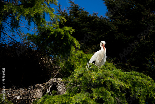 A common stork, known as Himantopus himantopus, nests in pine trees in the city during the spring