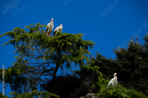 A common stork, known as Himantopus himantopus, nests in pine trees in the city during the spring