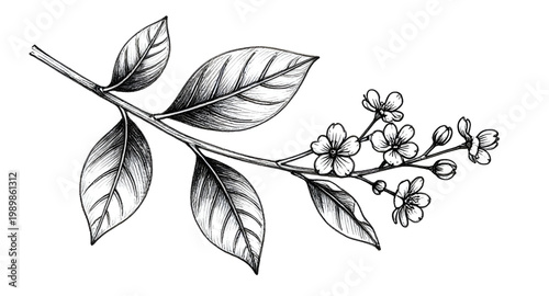 tea plant, tea leaves, botanical illustration, hand drawn plant, tea branch, herbal plant, organic leaves, nature sketch, black white drawing, vintage botanical, plant illustration, leaf design, garde