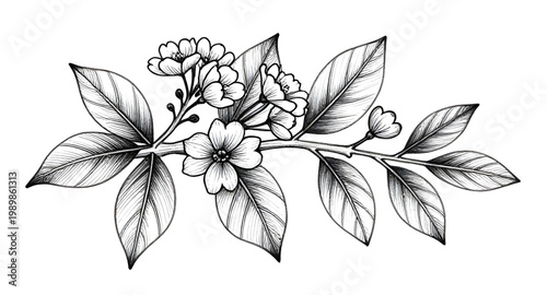 tea plant, tea leaves, botanical illustration, hand drawn plant, tea branch, herbal plant, organic leaves, nature sketch, black white drawing, vintage botanical, plant illustration, leaf design, garde