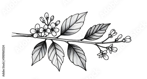 tea plant, tea leaves, botanical illustration, hand drawn plant, tea branch, herbal plant, organic leaves, nature sketch, black white drawing, vintage botanical, plant illustration, leaf design, garde