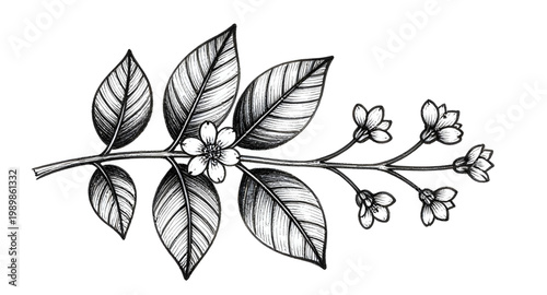 tea, plant, branch, leaf, botanical, herb, nature, organic, black, white, handdrawn, sketch, illustration, floral, garden, design, simple
