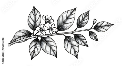 tea plant, tea leaves, botanical illustration, hand drawn plant, tea branch, herbal plant, organic leaves, nature sketch, black white drawing, vintage botanical, plant illustration, leaf design, garde
