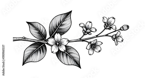 tea plant, tea leaves, botanical illustration, hand drawn plant, tea branch, herbal plant, organic leaves, nature sketch, black white drawing, vintage botanical, plant illustration, leaf design, garde