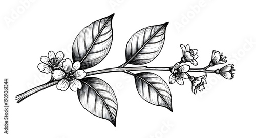 tea plant, tea leaves, botanical illustration, hand drawn plant, tea branch, herbal plant, organic leaves, nature sketch, black white drawing, vintage botanical, plant illustration, leaf design, garde