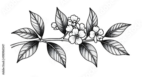 tea, plant, branch, leaf, botanical, herb, nature, organic, black, white, handdrawn, sketch, illustration, floral, garden, design, vintage