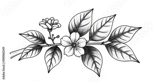 tea, plant, branch, leaf, botanical, herb, nature, organic, black, white, handdrawn, sketch, illustration, floral, garden, design, vintage
