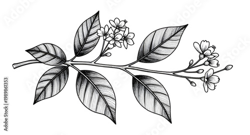 tea, plant, branch, leaf, botanical, herb, nature, organic, black, white, handdrawn, sketch, illustration, floral, garden, design, vintage