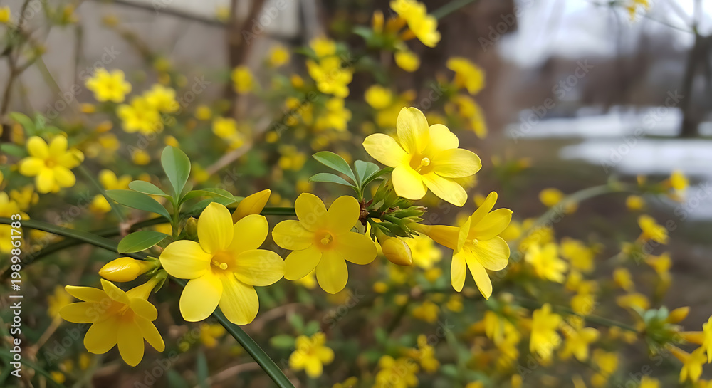 Obraz premium Close up of vibrant yellow forsythia blossoms with green leaves on transparent background