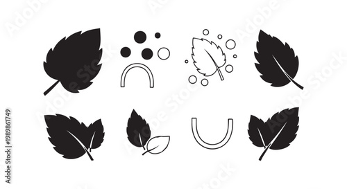 Mint leaves collection vector illustration for organic herbal products natural tea packaging and healthy botanical ingredient.