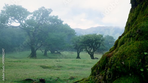 Fog rolling through the magical laurisilva forest of madeira