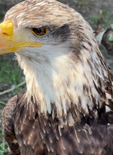 Bald Eagle Looking Around Alertly

