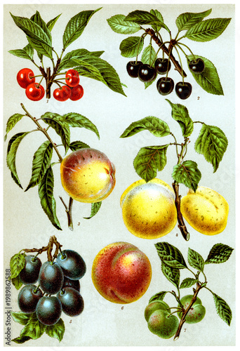 Representative stone fruits, detailed vintage botanical engraving.