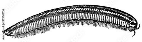 Obraz na plátne Sandy millipede (Ommatoiulus sabulosus), detailed vintage engraving