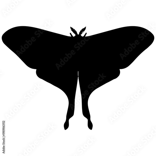 Black silhouette of a luna moth with spread wings on white background