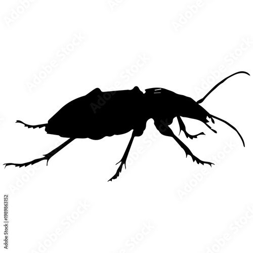 Black Silhouette of a Ground Beetle on White Background