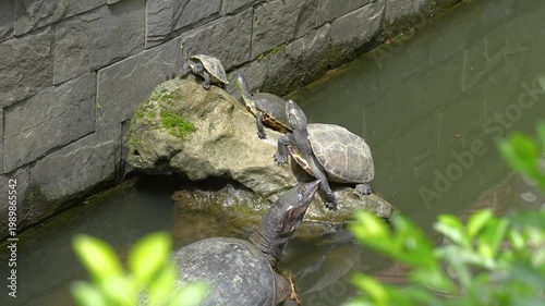 Small turtles are living in the nature environment, surrounding with water. Animal portrait photo, close-up.