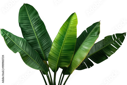 Tropical plant large green banana-like leaves isolated on transparent background providing exotic nature design element