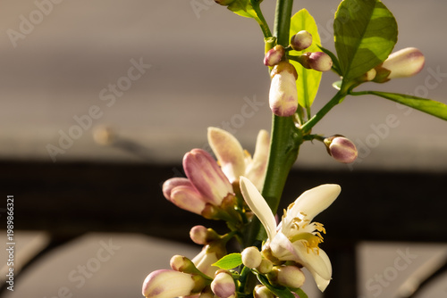 This image captures the moment when a honeybee (Apis mellifera) approaches to pollinate an orange blossom.