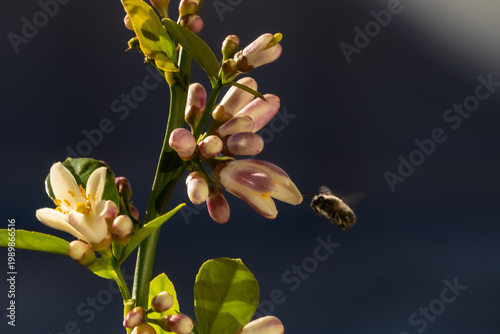 This image captures the moment when a honeybee (Apis mellifera) approaches to pollinate an orange blossom.