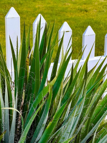 Quadro em tela A yucca plant in a resdidenrial garden in Salem Oregon