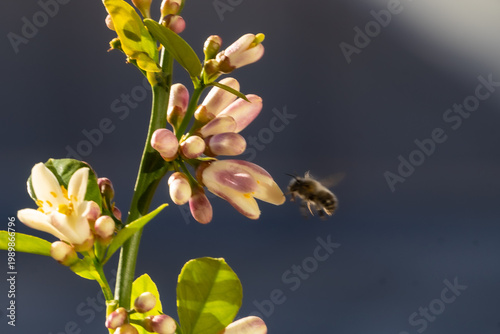 This image captures the moment when a honeybee (Apis mellifera) approaches to pollinate an orange blossom.