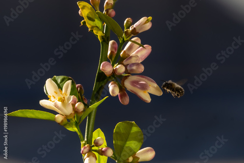 This image captures the moment when a honeybee (Apis mellifera) approaches to pollinate an orange blossom.