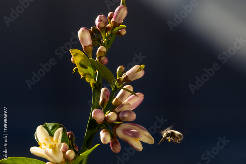 This image captures the moment when a honeybee (Apis mellifera) approaches to pollinate an orange blossom.