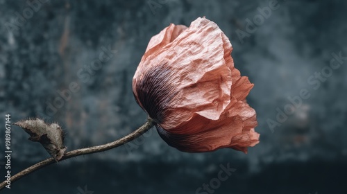Delicate dried bloom on a slender stem stands against a moody, dark background.