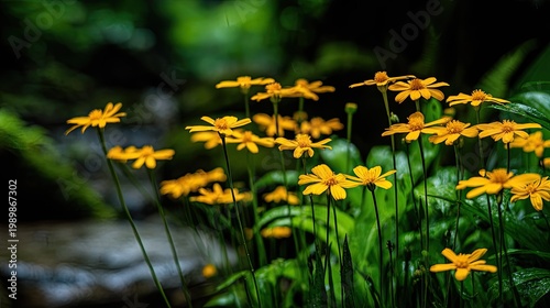 Numerous bright yellow wildflowers bloom vibrantly beside a dimly lit water feature