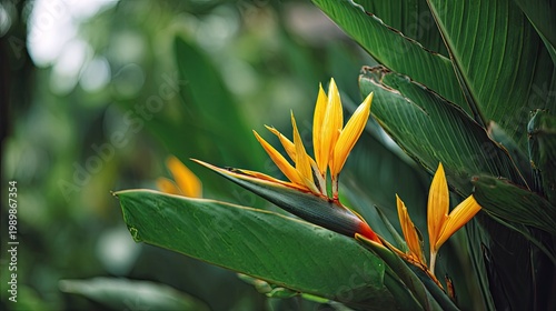 Vibrant yellow blossoms emerge from lush tropical foliage in a  natural setting.