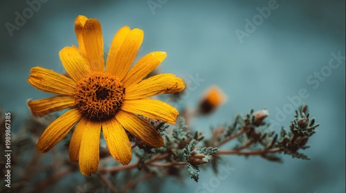 Bright yellow wildflower bloom stands out against a muted blue background in close up
