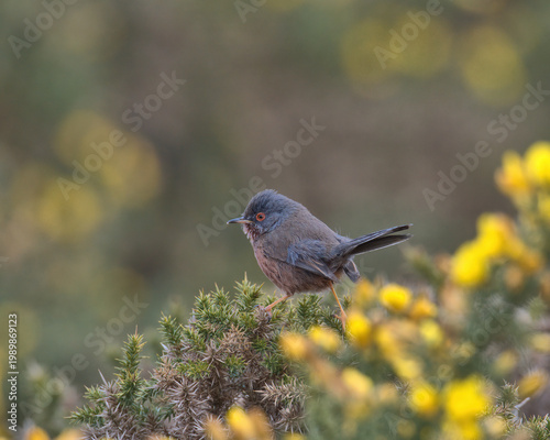  Dartford warbler perched on a gorse bush.
